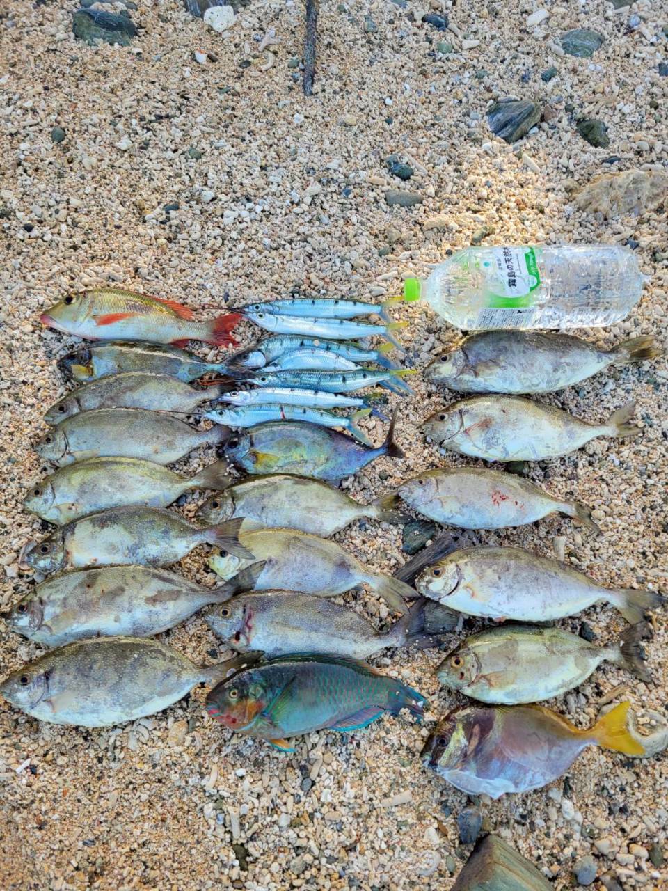 石垣島 カラフルな南国の釣果|浜ちゃんの島遊び