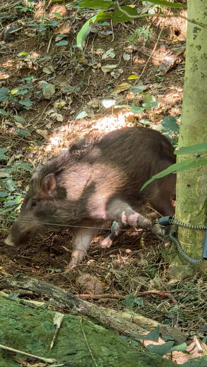 石垣島 ジャングルの琉球イノシシ|浜ちゃんの島遊び