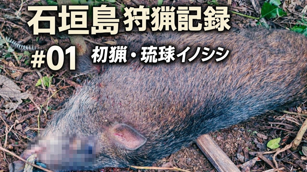 猪猟同行体験 - 石垣島のジャングルで琉球イノシシ猟へ